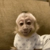 Macaco 9