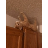 Memes Gatos - 1 15