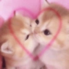 Kiss cat 12
