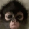 🐒✨️Chimpances Mood✨️🐒 12