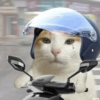 Meme Kucing Lucu 🐱 6