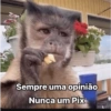 Sempre uma opinião Nunca um Pix