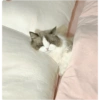 Pets fofos  23