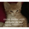 Gatitos 🐱 11