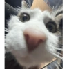 Perro y gato 11