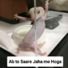 Meow Memes-2😼 18