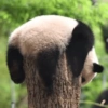 Pandas or yanans? 5
