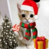ANIMAIS NATALINOS ❤️🎅 2