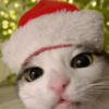 Navidad de Gatos😎 6