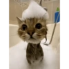 Memes Gatos - 1 11