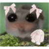 Hamster e non  9