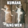 Meme kucing 20