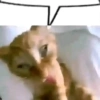 Meme kucing 16