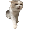 Gatitos Enojados 5