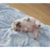 Pibble pal chat 🤣🐶 6