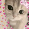 Kucing Bucin 7