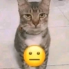 Meme Kucing #5 5