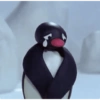 Pingu 🐧 13