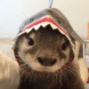 Animaizinhos 9