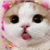 Kucing Bucin 9