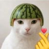Gatos Random 🐈‍⬛ XDXD 🤣 6