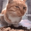 Meme kucing 10