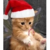 ANIMAIS NATALINOS ❤️🎅 10