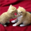 Kiss cat 6