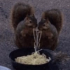 प्यारी गिलहरी प्रतिक्रियाएँ 🐿️ 7