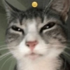 Gatitos Memes😺✨💕4 9