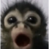 🐒✨️Chimpances Mood✨️🐒 13