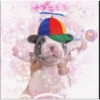 Pibble pal chat 🤣🐶 17