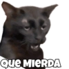 Perro y gato 8