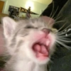 Memes Gatos - 1 16