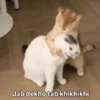 Meow Memes-2😼 20