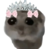 Hamster e non  15