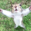 प्यारी गिलहरी प्रतिक्रियाएँ 🐿️ 16
