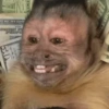 Macaquinho reagindo  9