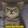 Memes gatos 15