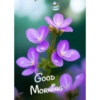 Good morning 15