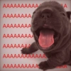 Pibble pal chat 🤣🐶 4