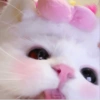 Kucing Bucin 5