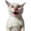 Gatitos 6
