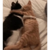 Kiss cat 17
