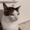 Memes Gatos - 1 5