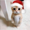 ANIMAIS NATALINOS ❤️🎅 9