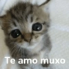 Gatitos 🐱 16