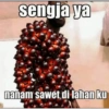 sengja ya nanam sawet di lahan ku