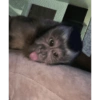 Macaco 5