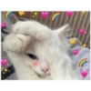 Cats hearts 8